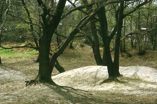 Trees, Hampstead Heath, London, 1964