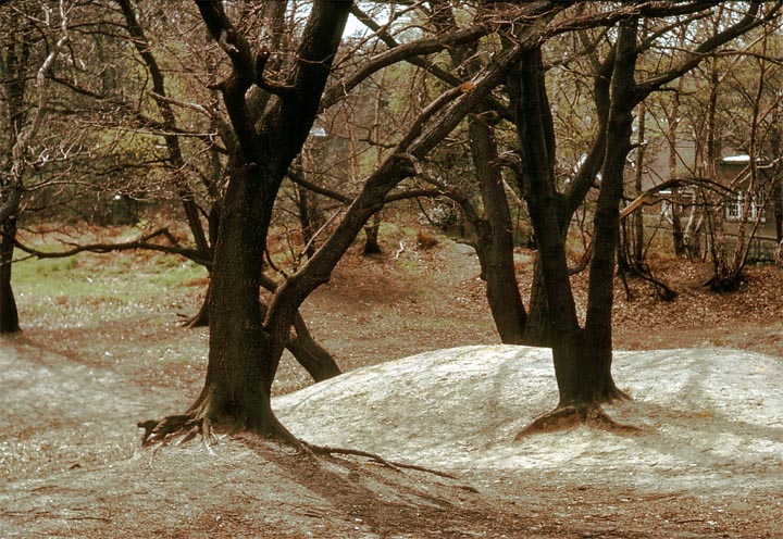 Trees on Hampstead Heath